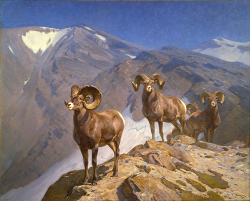 Big Horned Sheep on Wilcox Pass - Carl Rungius