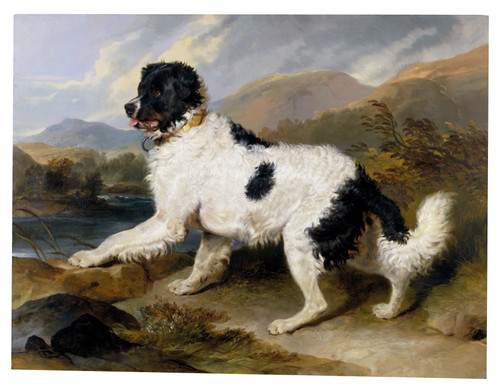 A Newfoundland Dog - Edwin Landseer