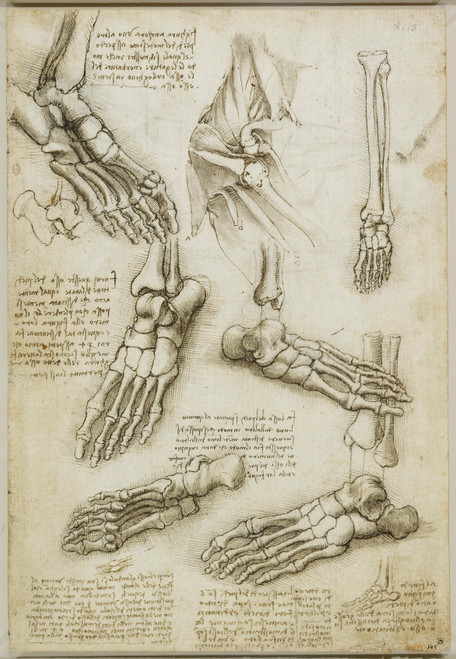 Foot Anatomy - Leonardo Da Vinci