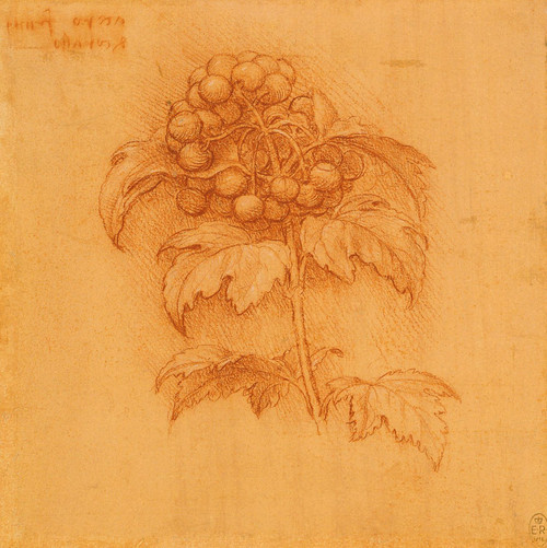 Botanical Studies 2 - Leonardo Da Vinci