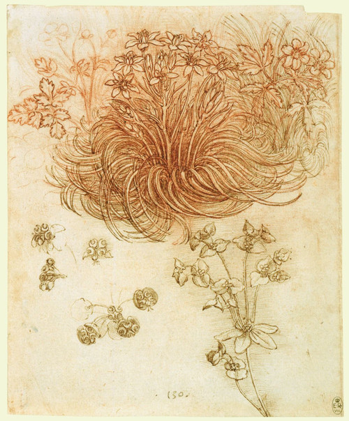 Botanical Studies 3 - Leonardo Da Vinci