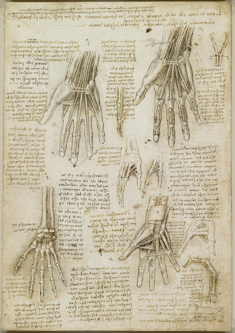 Hand Anatomy - Leonardo Da Vinci