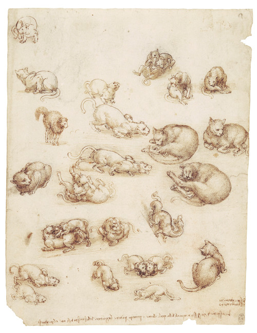 Cats, Lions, and Dragons - Leonardo Da Vinci