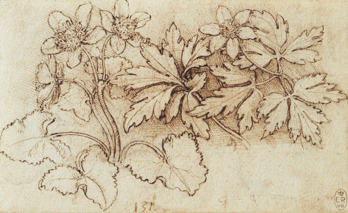 Botanical Studies 5 - Leonardo Da Vinci