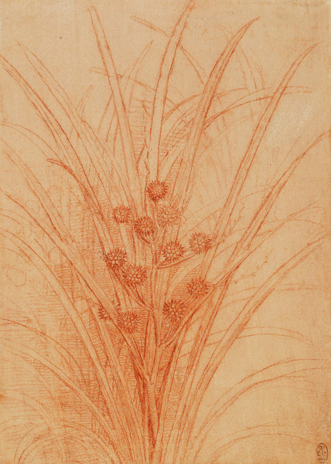 Botanical Studies 6 - Leonardo Da Vinci