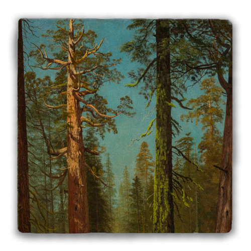 "The Grizzly Giant Sequoia" Tumbled Stone Coaster