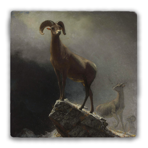"Rocky Mountain Sheep, or Big Horn. Ovis, Montana" Tumbled Stone Coaster