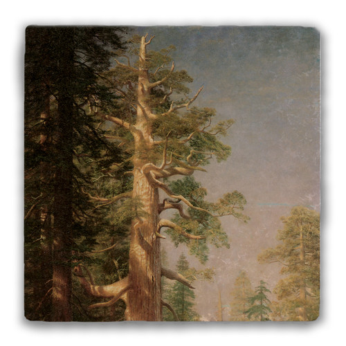 "The Great Trees Mariposa Grove, California" Tumbled Stone Coaster
