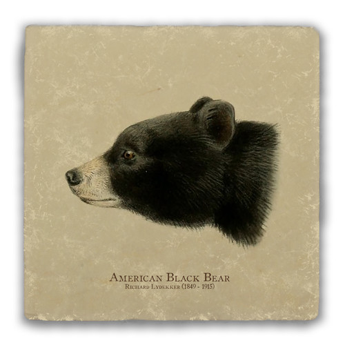 "American Black Bear" Tumbled Stone Coaster