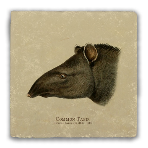 "Common Tapir" Tumbled Stone Coaster