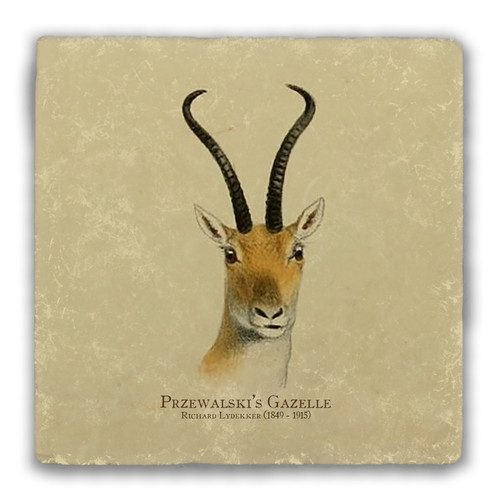 "Przewalski's Gazelle" Tumbled Stone Coaster