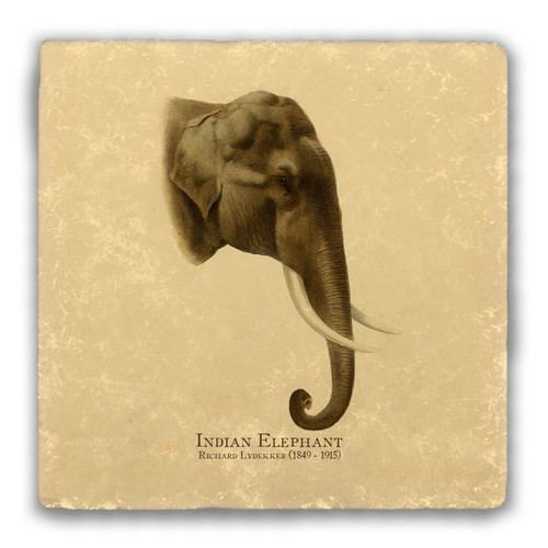 "Indian Elephant" Tumbled Stone Coaster