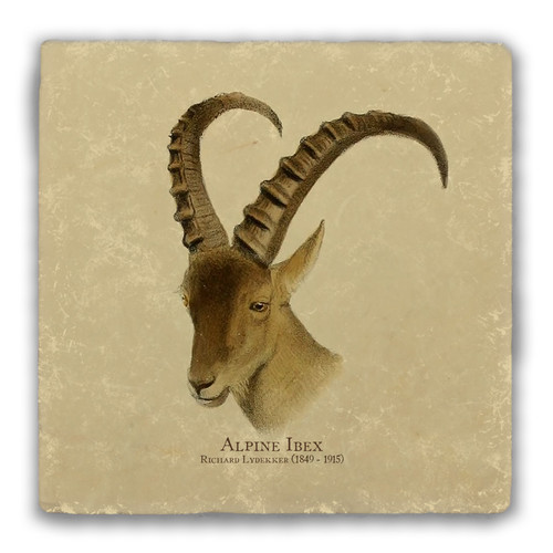 "Alpine Ibex" Tumbled Stone Coaster