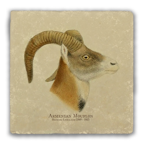 "Armenian Mouflon" Tumbled Stone Coaster