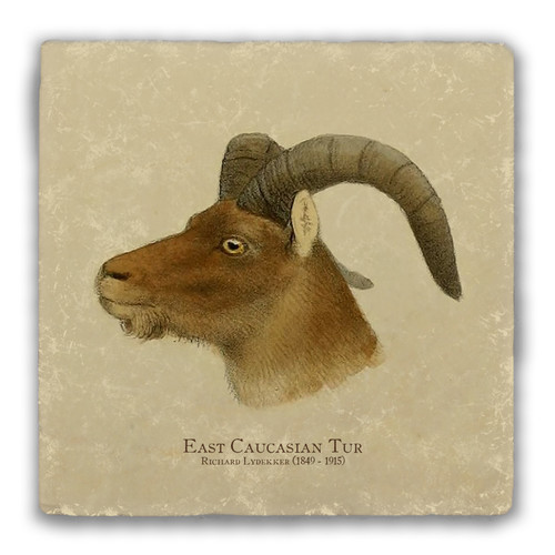 "East Caucasian Tur" Tumbled Stone Coaster