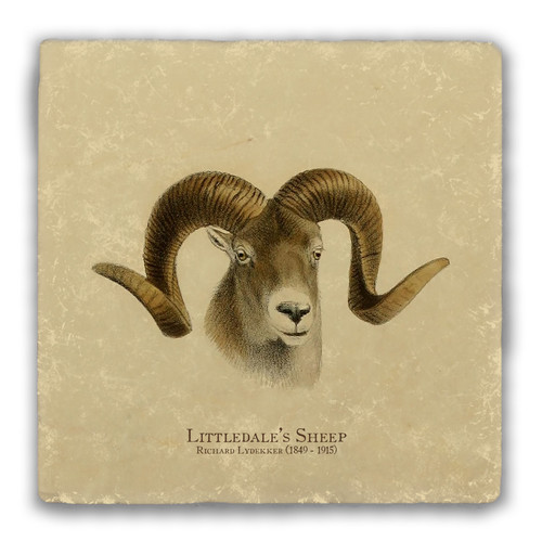 "Littledale's Sheep" Tumbled Stone Coaster