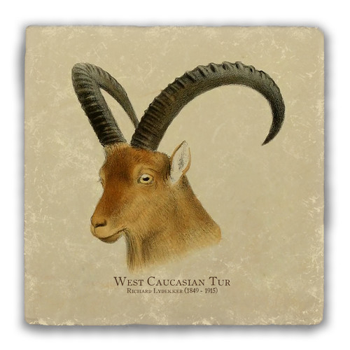 "West Caucasian Tur" Tumbled Stone Coaster