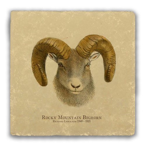 "Rocky Mountain Bighorn" Tumbled Stone Coaster