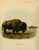American Bison - Richard Lydekker