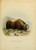 East Greenland Bull Musk-Ox - Richard Lydekker