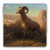 "A Rocky Mountain Sheep, Ovis, Montana" Tumbled Stone Coaster