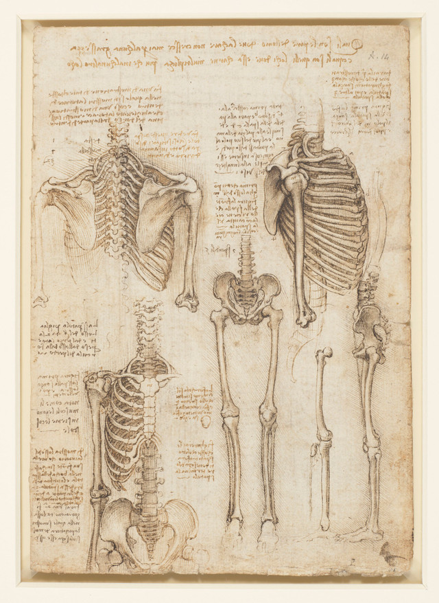 Leonardo da Vinci anatomical study of the human skeletal and muscular system
