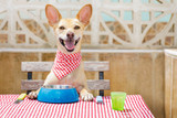 Can HEMP Pet Products Support The Healthy Diet of Your Pet?