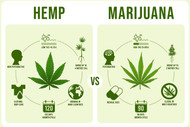 What Is the Difference Between HEMP Oil, Hemp Seed Oil, and THC Oil