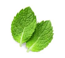 Fresh Mint