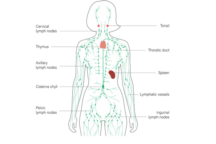 Does HEMP use the Lymphatic System? - Science-Rite HEMP