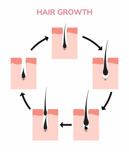 ​Phases of Natural Eyelash Growth