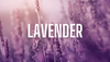 Lavender