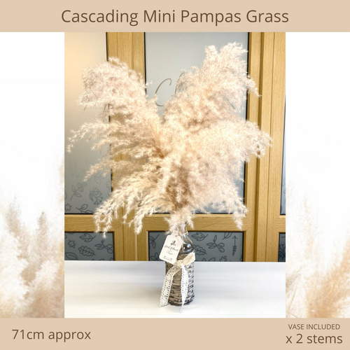 Extra Fluffy Mini Cascading Pampas Grass x2 Stems