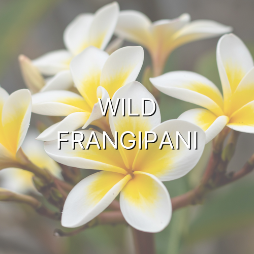 Wild Frangipani 1oz Wax Melt