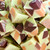 Pistachio Patisserie Chunks 50g