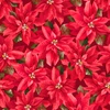 Gingham Garland MAS11461-R Red Maywood Studio Fabric Image
