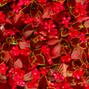 Hand Picked: Christmas MAS10719-R Fabric Image