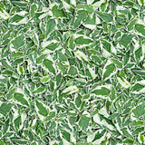 Hand Picked: Christmas MAS10712-GW Fabric Image Hand Picked: Christmas MAS10712-GW Fabric Image