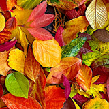 Hand Picked: Quilt Backs MASQB10867-RZ Red/Multi Nicholas Lapp Fabric Image