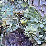 Hand Picked: Quilt Backs MASQB10871-GZ Green/Multi Nicholas Lapp Fabric Image