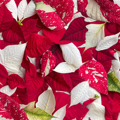Hand Picked: Christmas MAS10717-RW Fabric Image