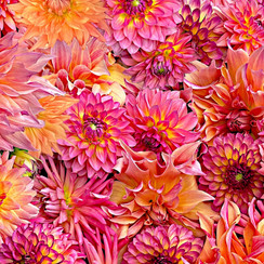 Hand Picked: Quilt Backs MASQB10862-PO Pink/Orange Nicholas Lapp Fabric Image