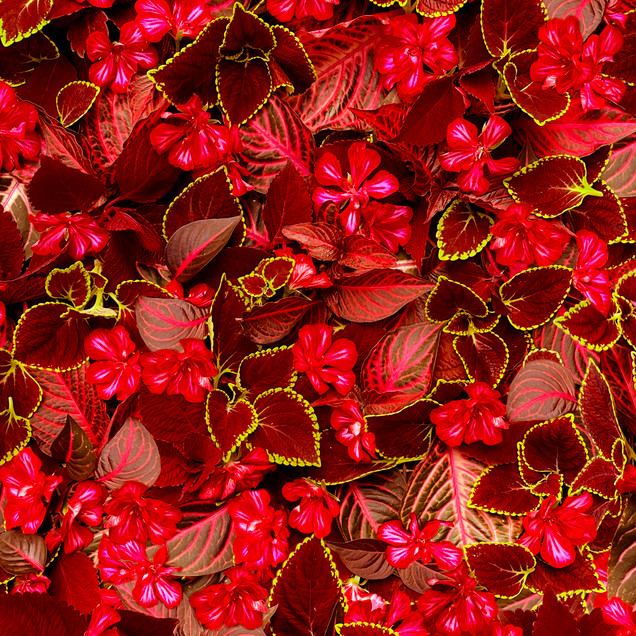 Hand Picked: Christmas MAS10719-R Fabric Image