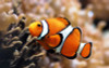 clown fish color fish decal 2