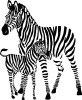 zebra wild animal wall decal