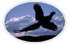 Oval Pheasant Decal 08