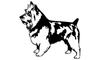 Australian Terrier 035