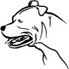 pitbull dog head side view dercal