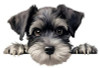 Miniature Schnauzer Car Sticker