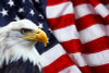 American Flag and bald eagle STICKER 4 American Flag and bald eagle STICKER 4